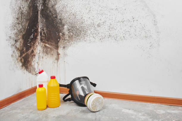 Best Office Mold Removal Services  in Alcoa, TN