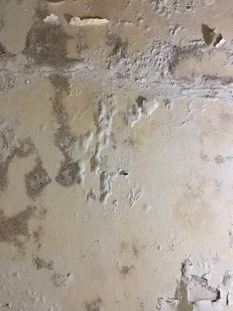 Home Mold Removal in Alcoa, TN