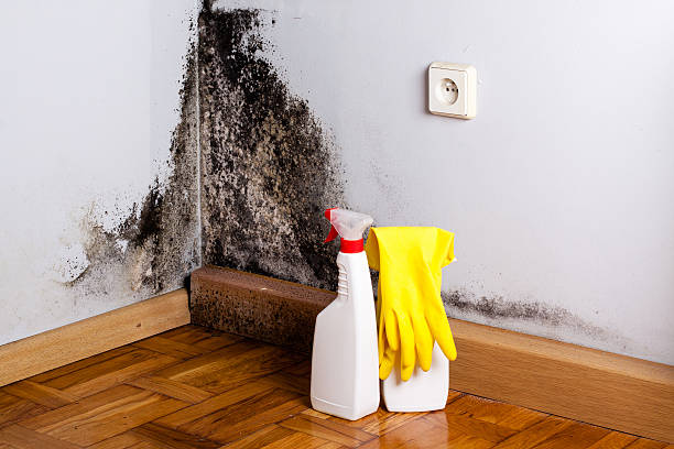 Best Crawl Space Mold Removal  in Alcoa, TN