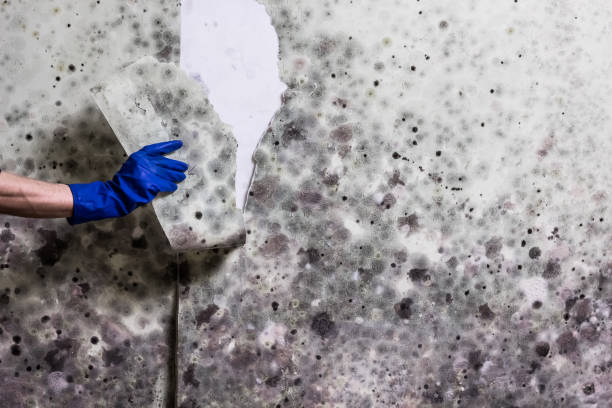 Best Home Mold Removal  in Alcoa, TN